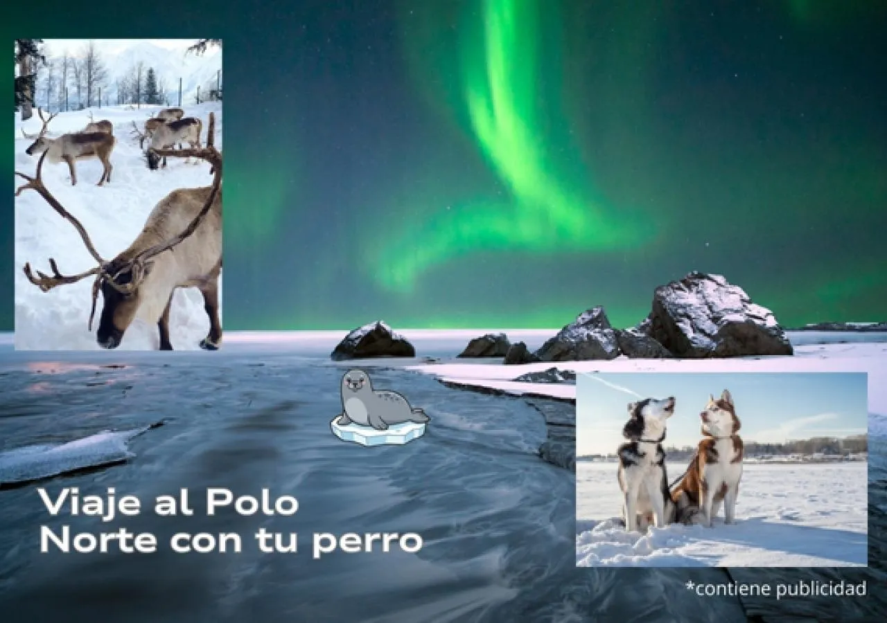 Viajar al Polo Norte con tu perro